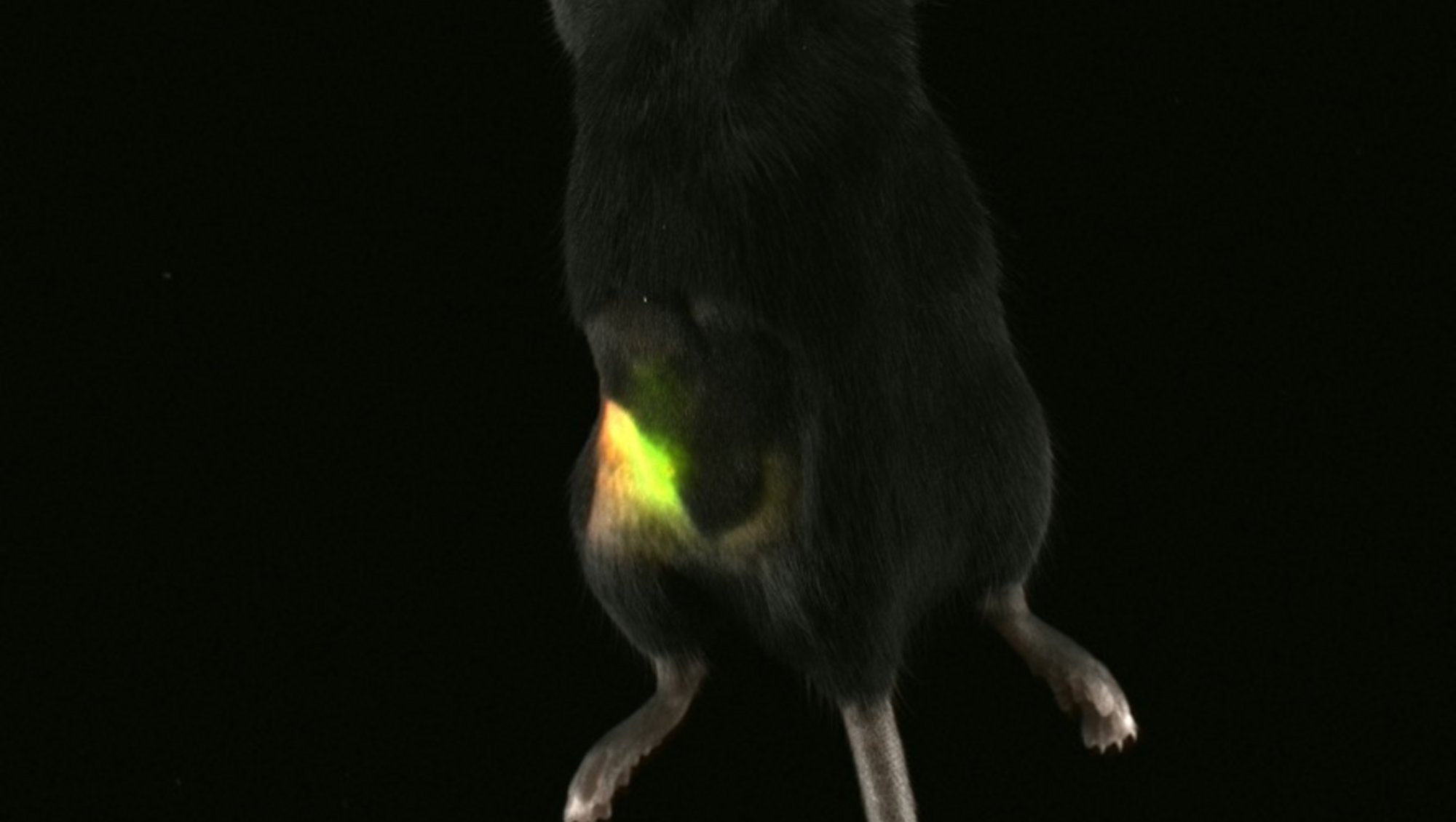 Bioluminescence and Fluorescence Overlay; image by RAMCON