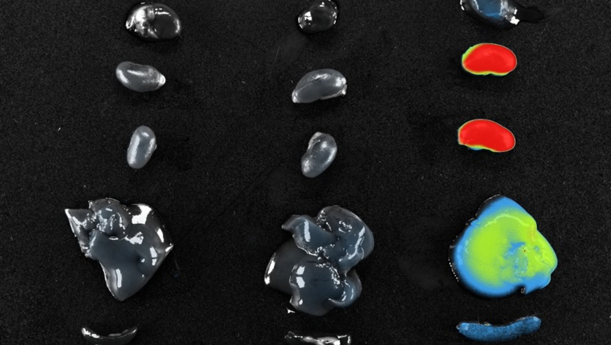Bioluminescence in Dissected Organs; image by RAMCON