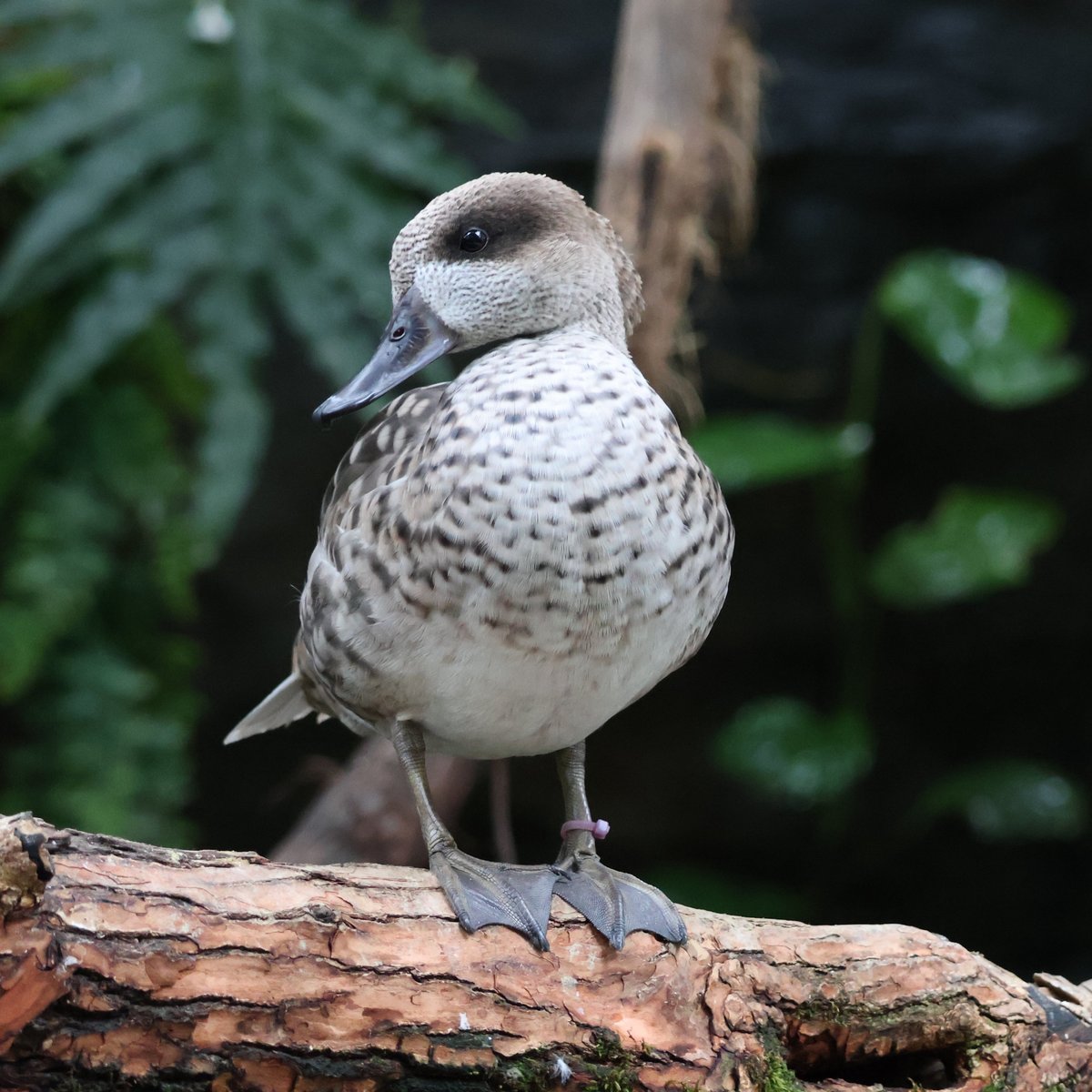 Decorative photo of a duck
