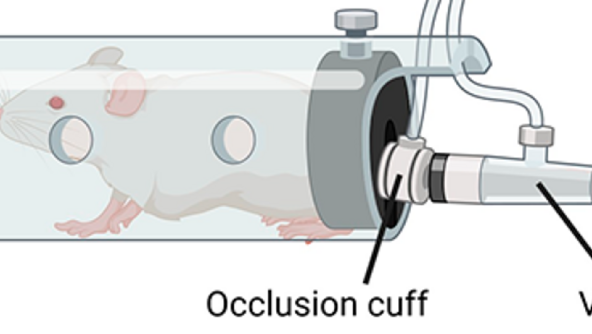 Tail-cuff for non-invasive blood pressure measurements