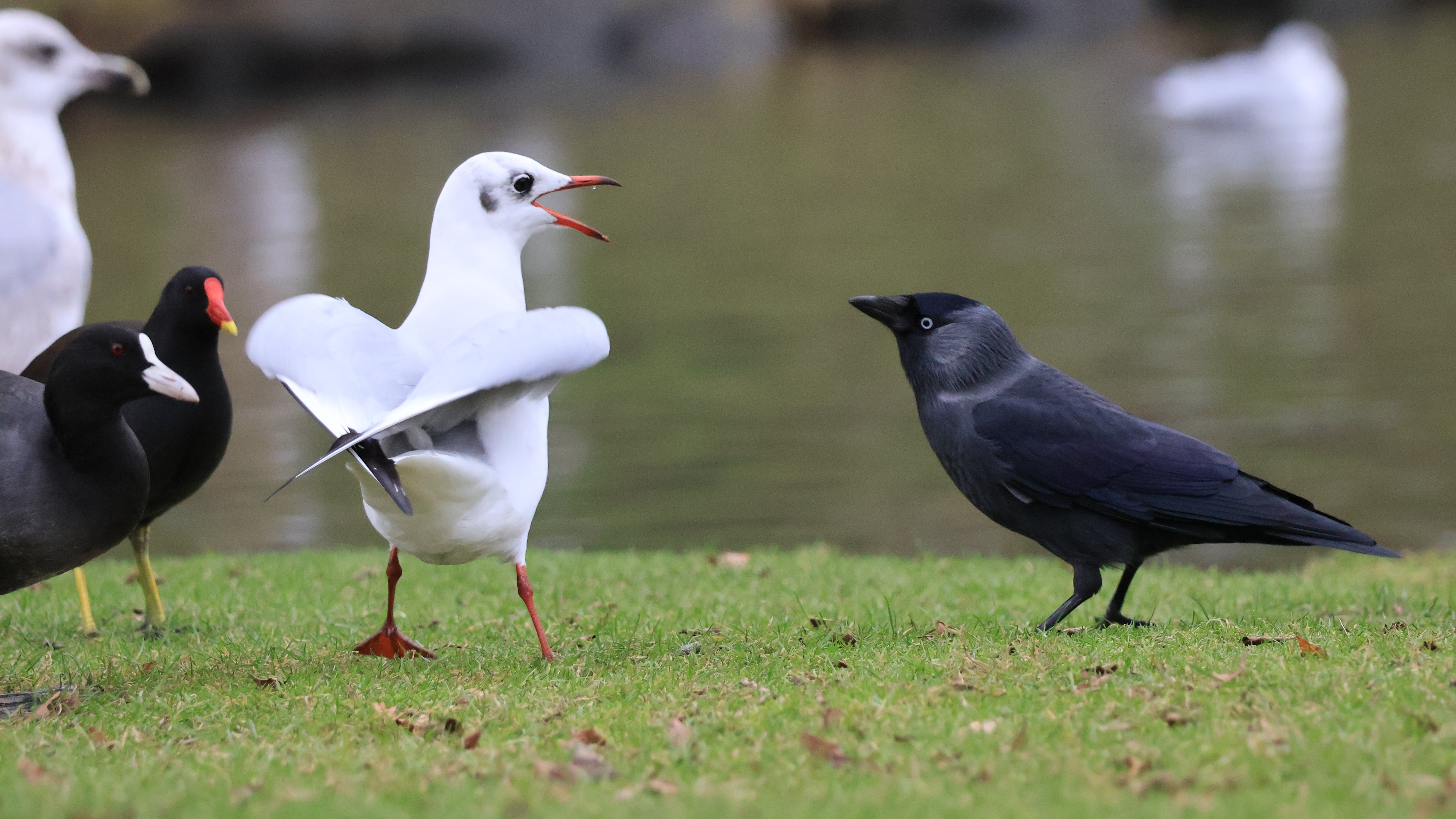 Decorative photo of campus birds