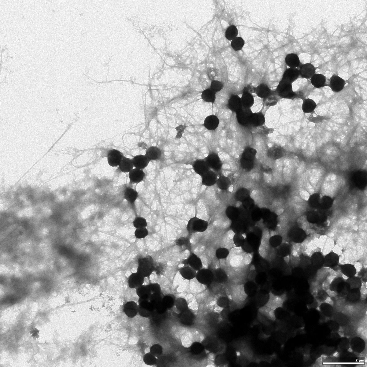 S. Aureus In Biofilm