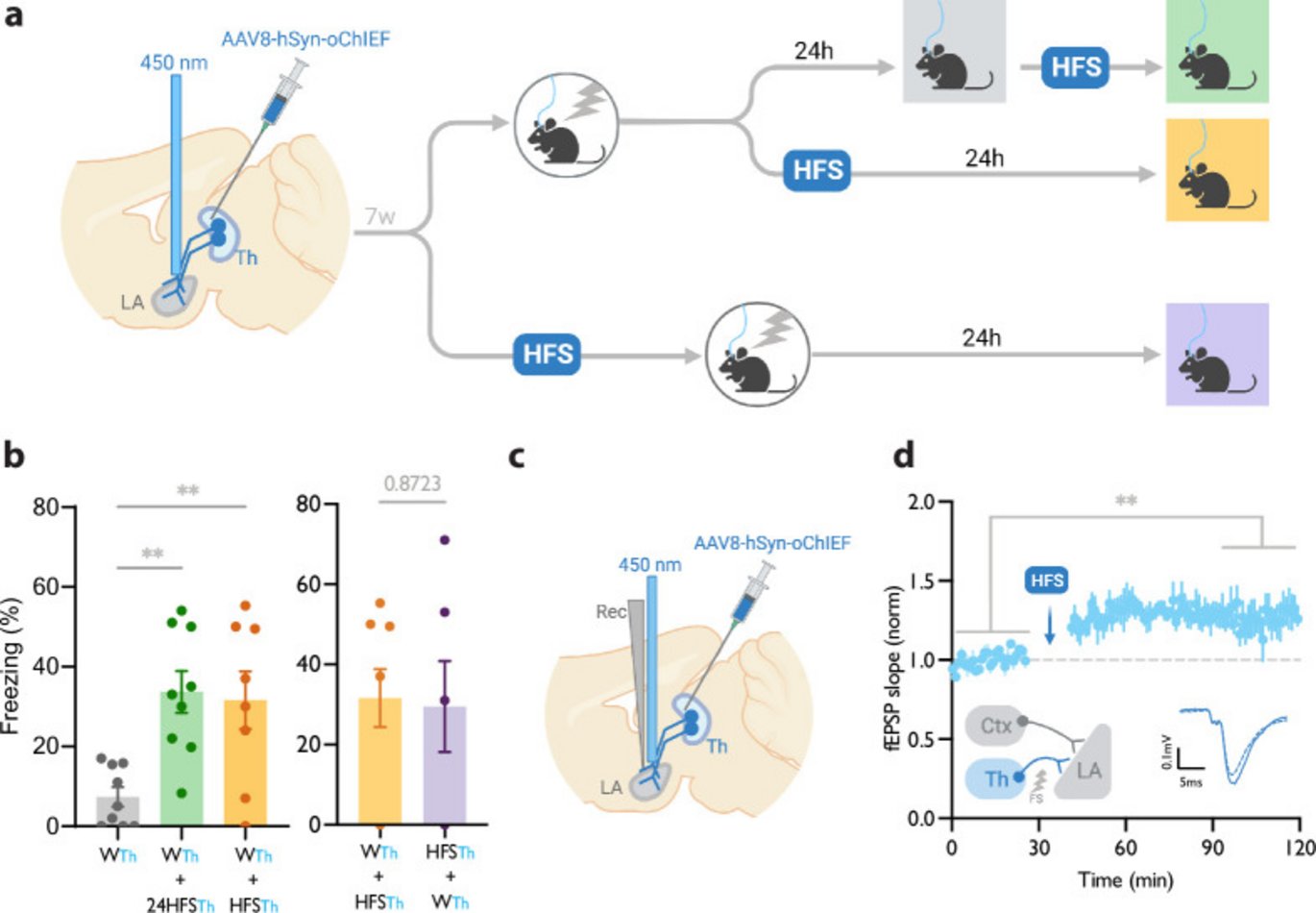 Graphic from publication showing Homosynaptic long-term potentiation (LTP) stimulus minutes before, after, or 24 hr after a weak associative conditioning produces lasting memory.