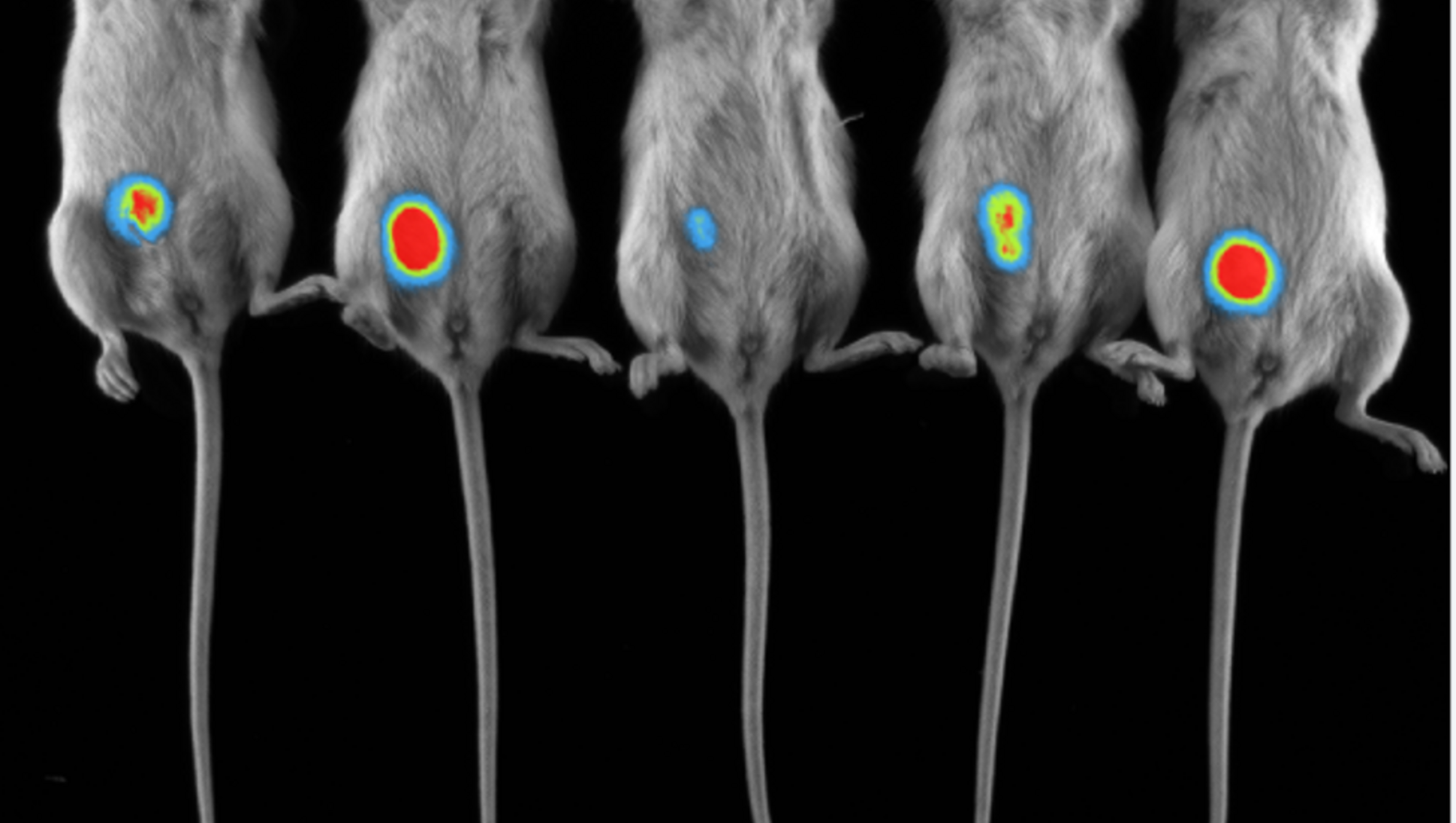 Bioluminescent Tumour Visualisation on Newton 7.0; image by RAMCON