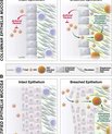 HIV står for humant immundefekt-virus, som kan føre til Aids, hvis det ikke bliver behandlet. I modsætning til nogle andre vira, kan kroppen ikke fuldstændigt slippe af med HIV. HIV angriber kroppens immunsystem.