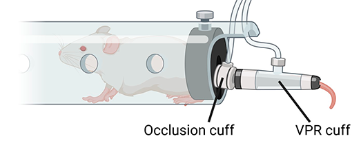 Tail-cuff for non-invasive blood pressure measurements