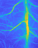 Cardiovascular Phenotyping Core Facility