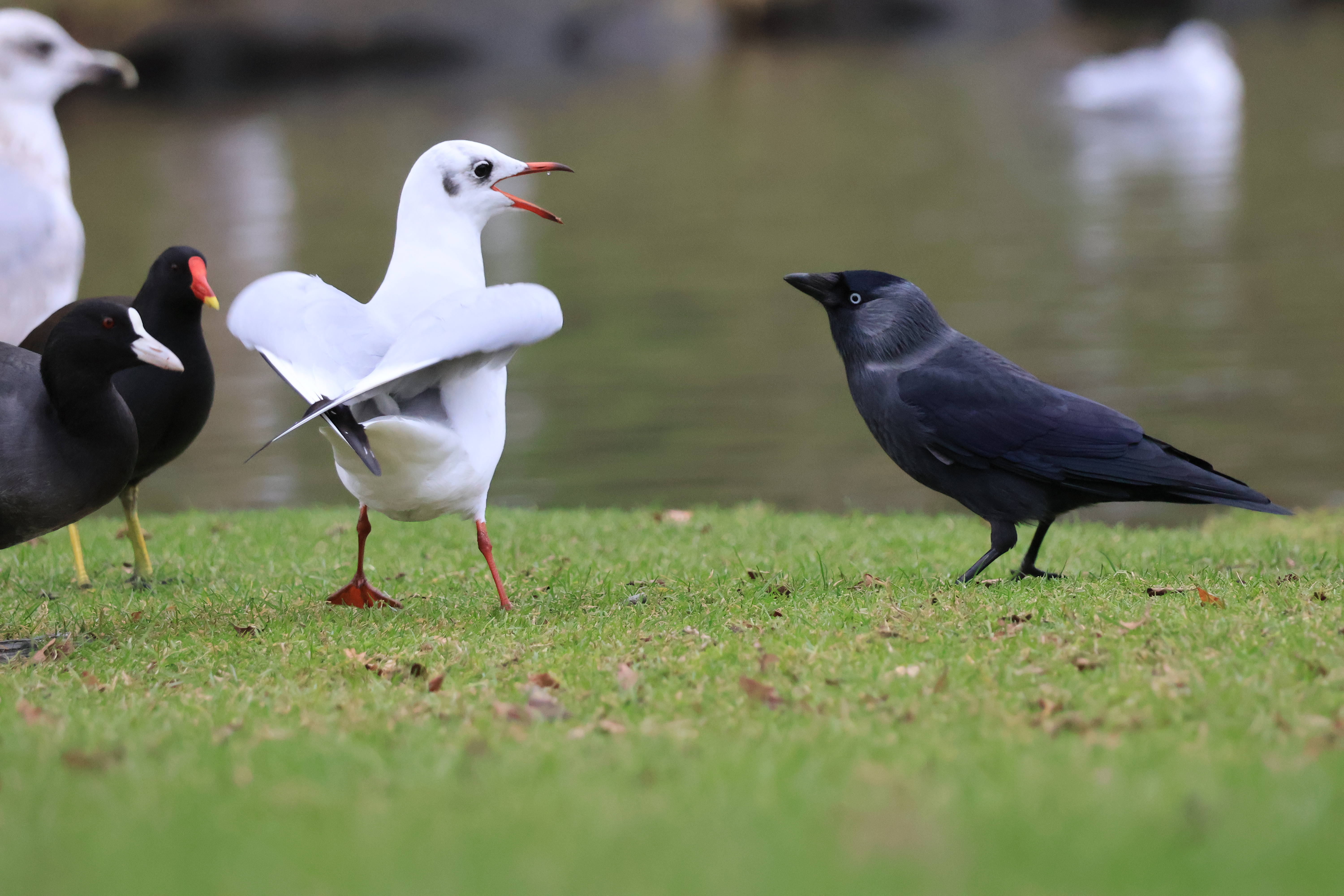 Decorative photo of campus birds
