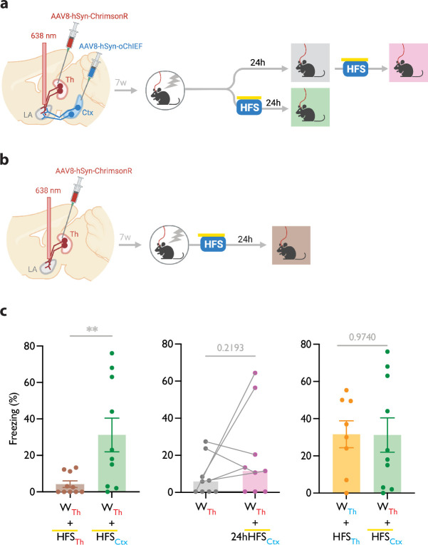 Graphic from publication showing heterosynaptic long-term potentiation (LTP) stimulus produces lasting memory if delivered within minutes after a weak associative conditioning.