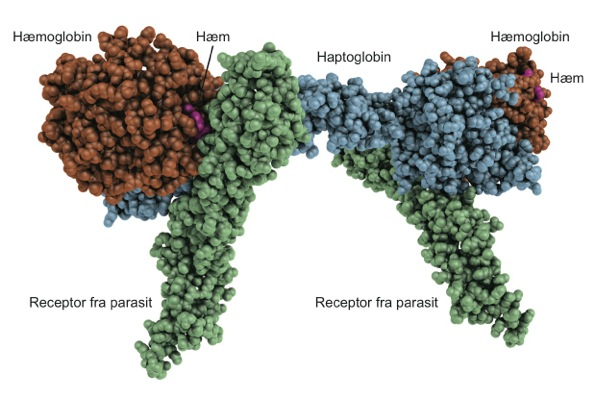 With the help of x-ray crystallography, the researchers have determined the three-dimensional structure of the receptor that the parasite uses to bind haemoglobin in the blood stream. With the help of x-ray crystallography, the researchers have determined the three-dimensional structure of the receptor that the parasite uses to bind haemoglobin in the blood stream.